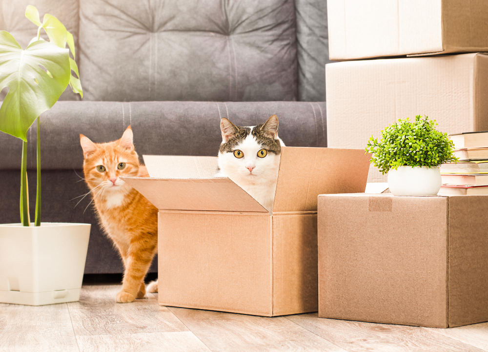 Chat curieux observant la préparation d'un déménagement, illustrant le changement d'habitude pour les animaux de compagnie lors d'un transfert à une nouvelle maison.